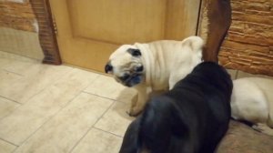 Большие щенки . Сосут сиську у фионы которая осталась без  щенков.