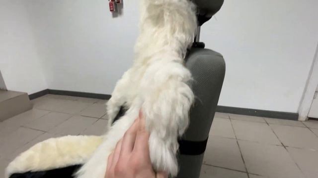 Обзор накидок черного цвета короткого ворса с белыми боками длинного ворса смотреть онлайн