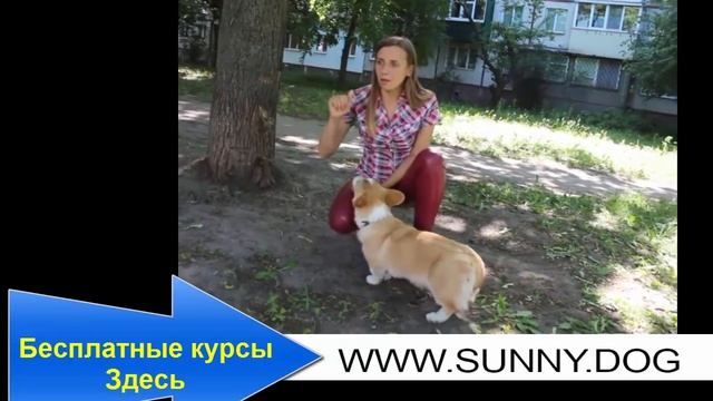 Что делать, если собака писает на постель хозяев? Причины. Как реагировать смотреть онлайн