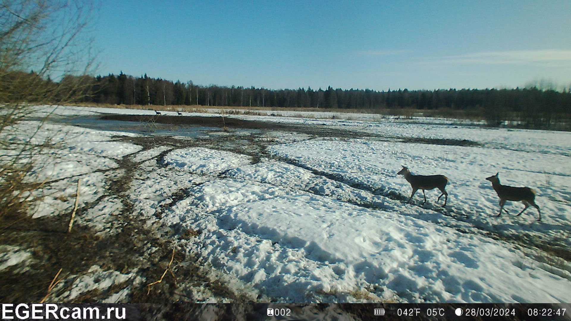 Олени. Светит солнце снег тает на глазах )
Всегда свежие фото и видео с фотоловушек Егерькам.