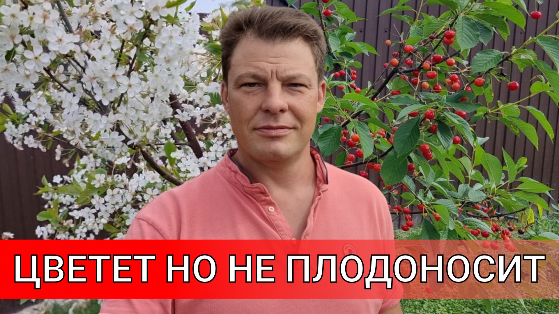 деревья цветут но не плодоносят пыльца на ваших деревьях стерильная