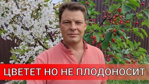 деревья цветут но не плодоносят пыльца на ваших деревьях стерильная