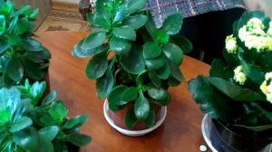 Как заставить цвести каланхоэ в домашних условиях на подоконнике .