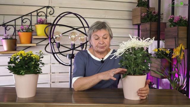 Уход За Хризантемой Дома ✔️ Пышное Цветение в Домашних Условий