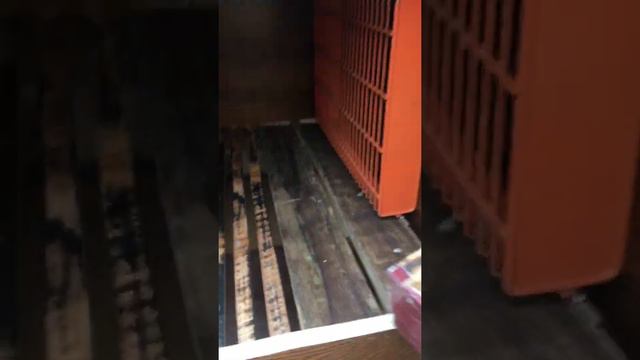 Кролики панон смотреть онлайн