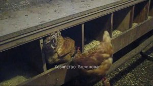 Хозяйство Воронова | Куры | Расклёв яиц