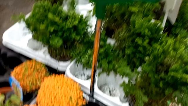 MENEKŞE, KALANŞO, CALATHEA CROCATA ÇEŞİT VE FİYATLARI #BURSA #BAUHAUS смотреть онлайн