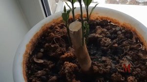 Мандариновое дерево после жёсткой обрезки