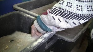 ЛПХ Феникс. Зофобас (Зоофобус) и мучной червь