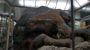 Зоологический Музей в г. Санкт Петербург