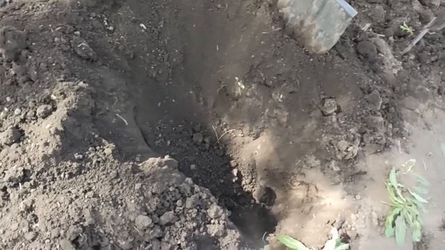 Фотосессия на огороде!! Сажаем картошку!! Backstage/// смотреть онлайн