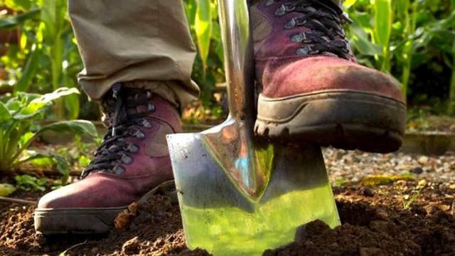 Кто ЭТО спрятал? ЗОЛОТЫЕ МОНЕТЫ В ОГОРОДЕ. Gold Beard смотреть онлайн