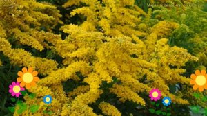 Солидаго канадский Супер. Краткий обзор, описание характеристик solidago canadensis Super