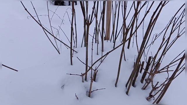 ЯНВАРЬ. А НЕ УКОРЕНИТЬ ЛИ НАМ ФОРЗИЦИЮ??? ЭКСПЕРИМЕНТ. смотреть онлайн