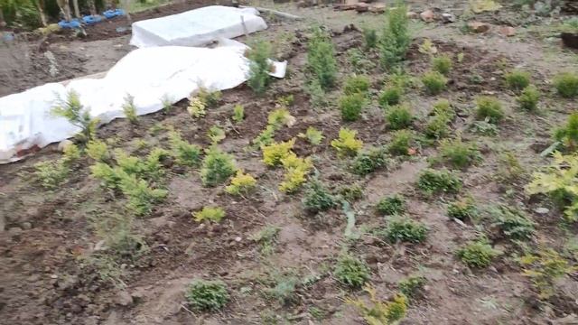 Правила посадки голубики садовой. Чудеса черенкования можжевельника скального. смотреть онлайн