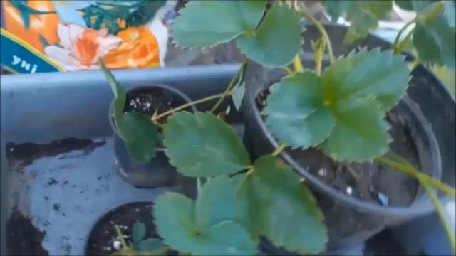 Когда рассаживать клубнику.Правильные способы размножения клубники.