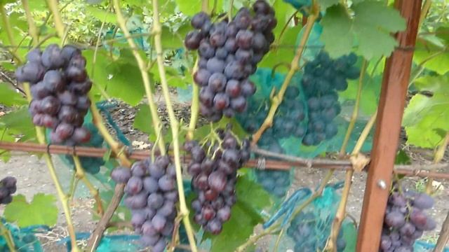 ВИНОГРАД - ПОДАРОК НЕСВЕТАЯ И ПАМЯТИ УЧИТЕЛЯ