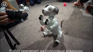 Милая собака-робот от Sony Aibo ERS-1000 — IFA 2018