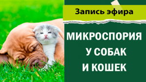 Микроспория у собак и кошек
