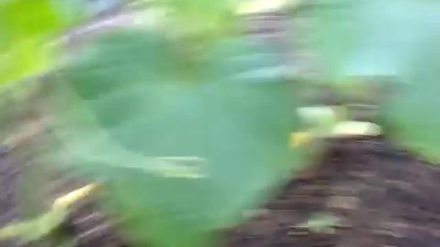 Повторная посадка огурцов за сезон смотреть онлайн