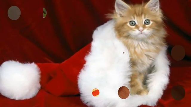 Санто-Котики кто победил?-Решать тебе 3