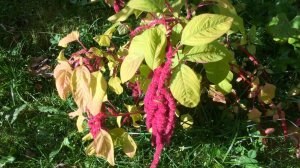 АМАРАНТ ХВОСТАТЫЙ. ПОТАЙНАЯ КАЛИТКА. ОБЗОР УЧАСТКА. ЛИСТОПАД. Дачный креатив.