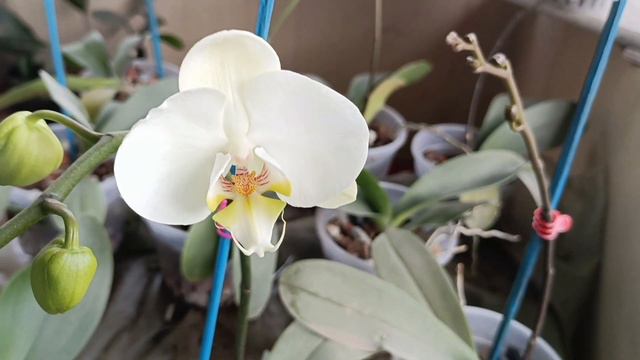 Orchid updates. #phalaenopsis #vanda смотреть онлайн