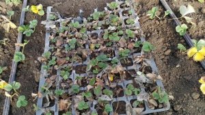 Поздняя посадка клубники. Что из этого выйдет?