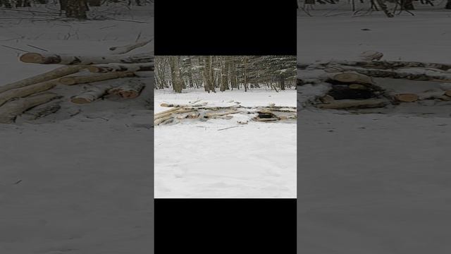 олени на делянке