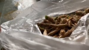 Заготовка сосновых шишек, побегов. СОСНОВАЯ ШИШКА- МОЩНОЕ ОТХАРКИВАЮЩЕЕ ЛЕКАРСТВО