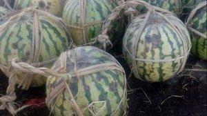 Как сохранить арбуз свежим до Нового года