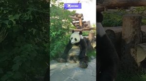 Панда не любит, когда воробьи прыгают по вольеру