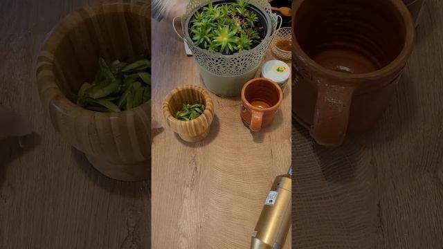 Sempervivum tectorum - Dachwurz ; Honig und dachwurz gegen Zysten und Tumoren. смотреть онлайн