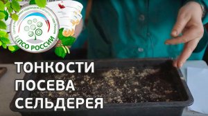 Как сеять сельдерей. Посев семян сельдерея корневого на рассаду.