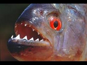 Пираньи Едят Креветки. Piranhas Eat Shrimp.