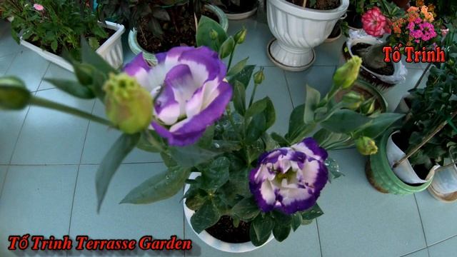 Thay Đất Sang Chậu Hoa Cát Tường / Eustoma Grandiflorum смотреть онлайн