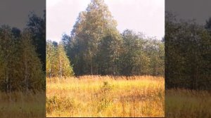 ПРИКОСНОВЕНИЕ К ДУШЕ    И.С.Бах - А.Марчелло  Адажио ре минор