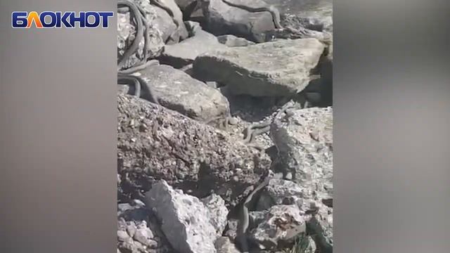 Тысячи змей выползли на берег судоходного канала в Волгодонске смотреть онлайн