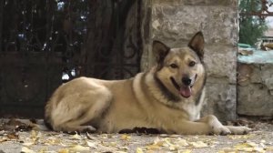 Стас Море - Счастье есть (Официальное видео 2019)