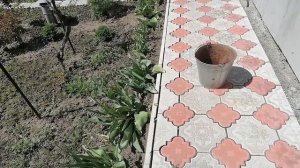 Что делать с тюльпанами, когда они уже отцвели. Полезные советы.