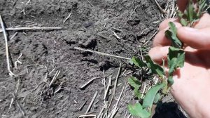 Можно ли так делать???😳😳😳 Евролайтинг  в норме 1.65л/га.