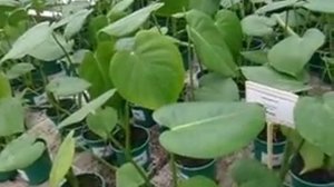 Цветочная рассада. Теплица в "Белой даче"