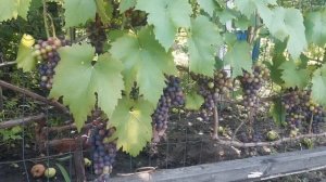 Виноград Естер, Эстер R-65