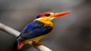 САМЫЕ КРАСИВЫЕ ЖИВОТНЫЕ В МИРЕ!