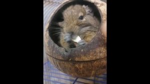 Как живут белки Дегу в домашних условиях