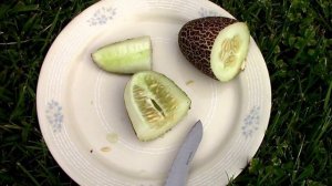 Sikkim Cucumber Taste Test. Ugly Brown Cucumber Shaped Like a Football.