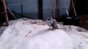 Ястреб тетеревятник сломал крыло при атаке на голубей. (весна 2020)