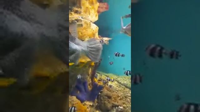 У рыбы зубы как у человека смотреть онлайн