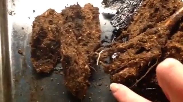 Распаковка розы из коробки сорта Симпатии смотреть онлайн