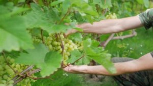 Сорт винограда Продюсер. ? Описание сорта винограда Продюсер.